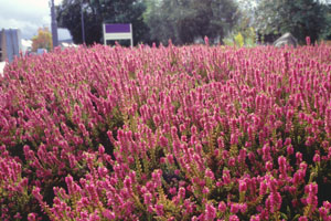 Bannockburn�ɍ炭Heath