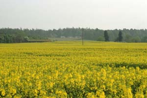 Scotland�̍؂̉Ԕ�