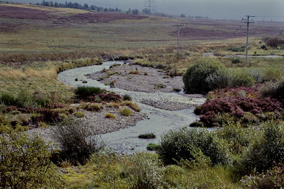 �������̑O�𗬂��River Truim