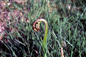 Scotland�̃����r