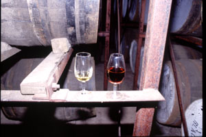 Tasting in Ware House