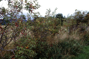 �쐶�̃U�N��