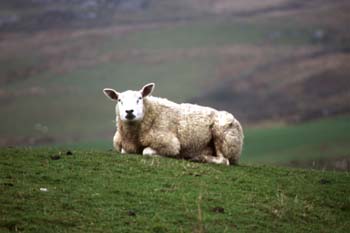 �l�Ԃ͉����l���Ă���̂��E�E�E