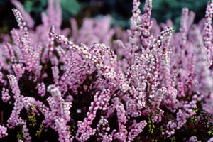 ���E���h�A�o�E�g�̉Ԓd�ɍ炢��Heath